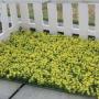 Venta de Hogar y jardín: cesped artificial